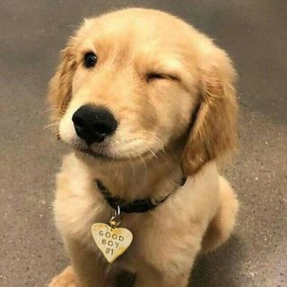 Foto do grupo Aprenda a Cuidar do seu Pet, de Animais