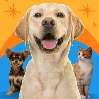 Foto do grupo Tudo para seu Pet, de Animais