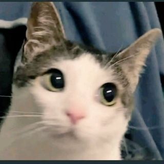 Foto do canal Receitas Saudáveis para Pets, de Animais