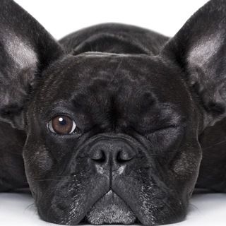 Foto do canal Como cuidar do seu pet, de Animais