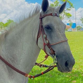 Foto do grupo Vida no Campo e Vaquejada, de Animais