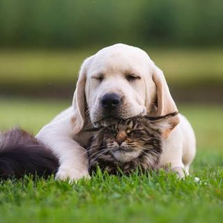 Foto do grupo E-book de receitas para pets, de Animais